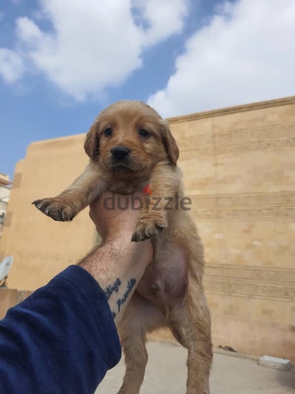 Golden Retriever puppies 1