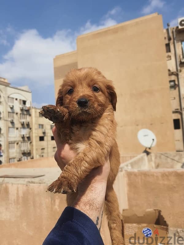 Golden Retriever puppies 2