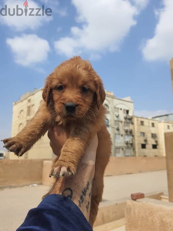 Golden Retriever puppies 3