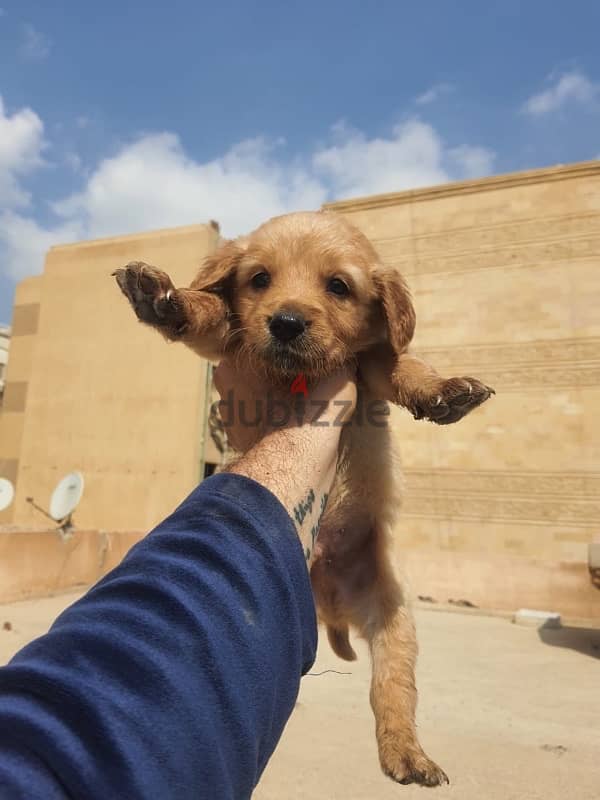 Golden Retriever puppies 4