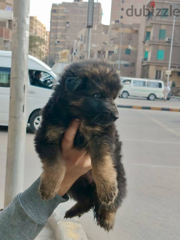 جراوي جيرمن شيبرد بيور ٤٥ 3