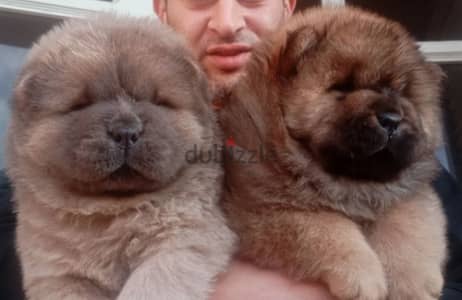 متع عنيك اقوى المستويات في مصر تشاو تشاو Chow Chow