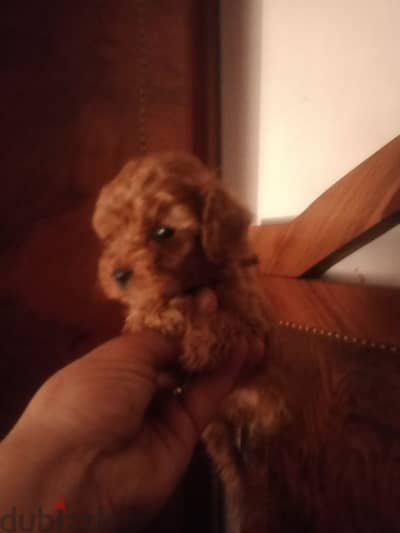 Toy Poodle red brown