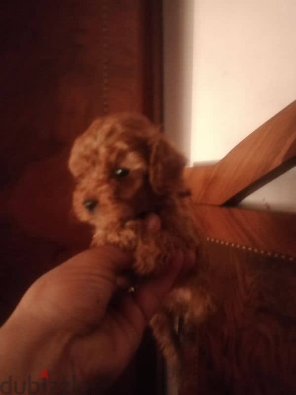 Toy Poodle red brown 0