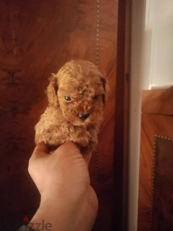 Toy Poodle red brown 1