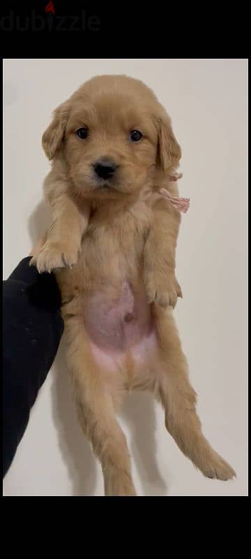 Pure Golden Retriever Puppies – dewormed & Vaccinated