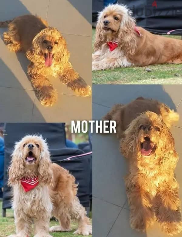 أمريكان كوكر اسباني American Cocker spaniel 1