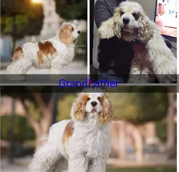 أمريكان كوكر اسباني American Cocker spaniel 2