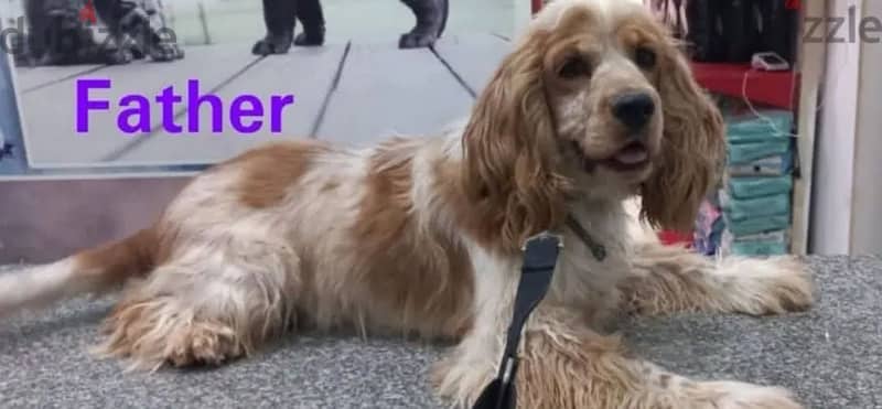 أمريكان كوكر اسباني American Cocker spaniel 3