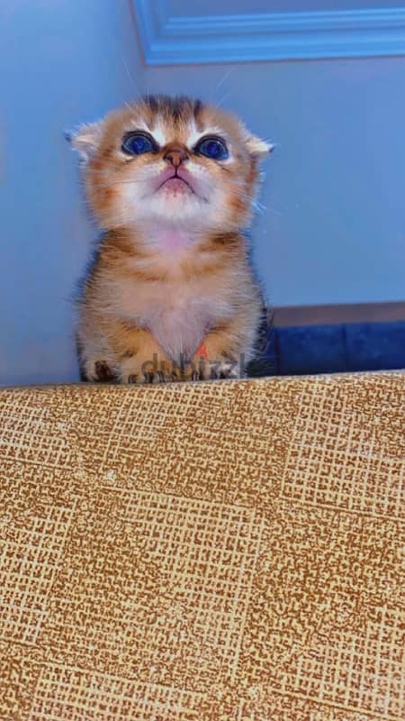 Scottish fold female kitten 1