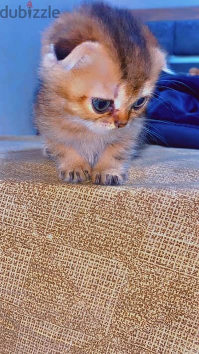 Scottish fold female kitten