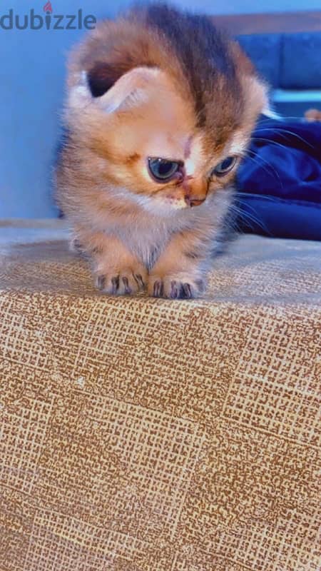 Scottish fold female kitten 0