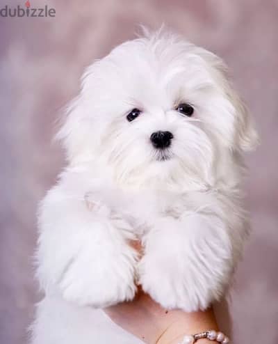 Maltese puppy boy from Russia