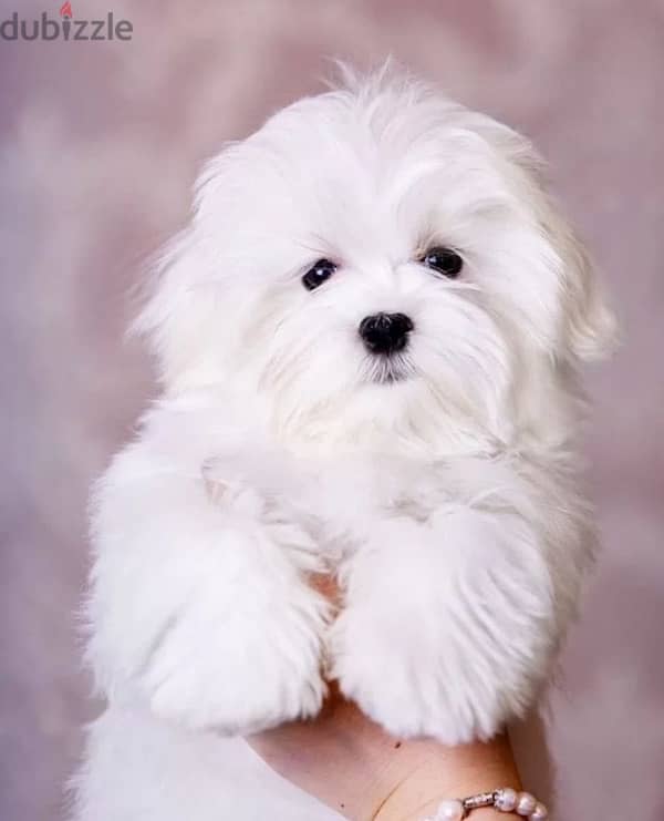 Maltese puppy boy from Russia 0