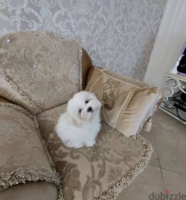 Maltese puppy boy from Russia 1