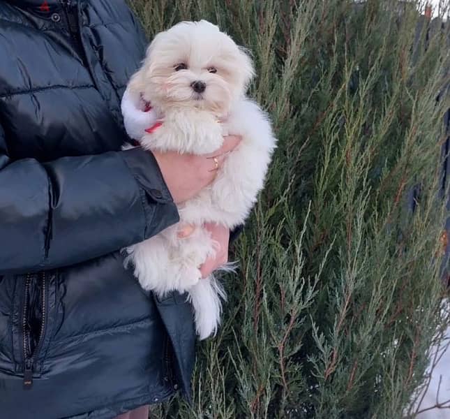 Maltese puppy boy from Russia 2