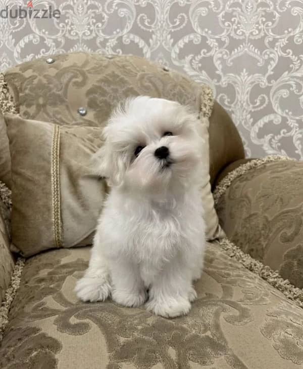 Maltese puppy boy from Russia 3