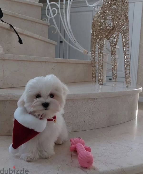 Maltese puppy boy from Russia 4