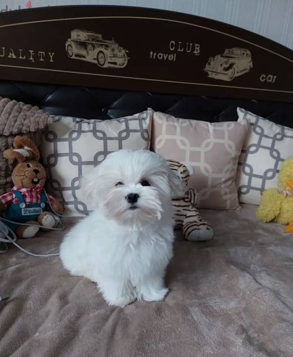 Maltese puppy boy from Russia 5