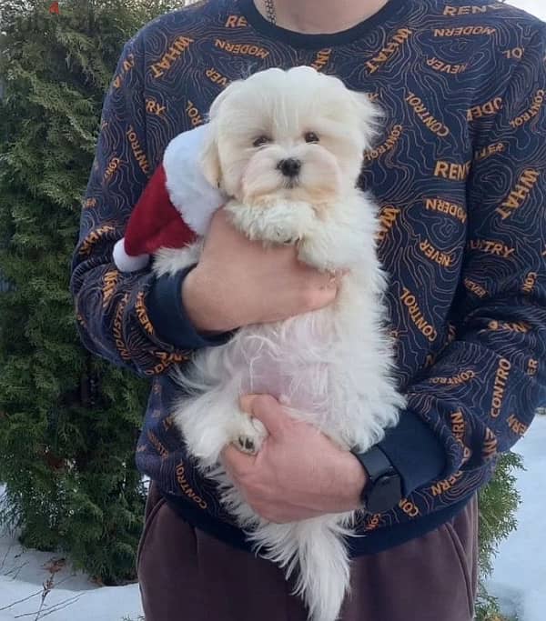 Maltese puppy boy from Russia 7