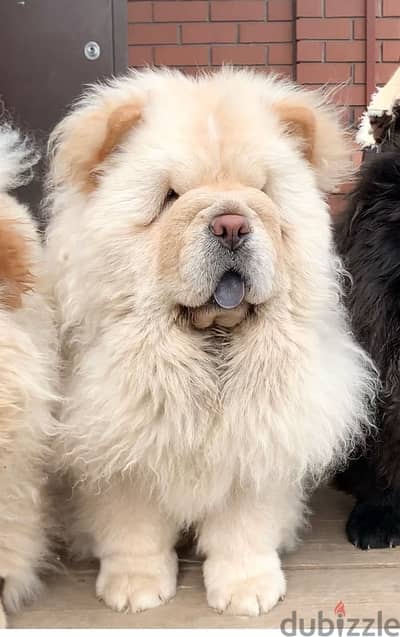 chow chow puppies boys from Russia