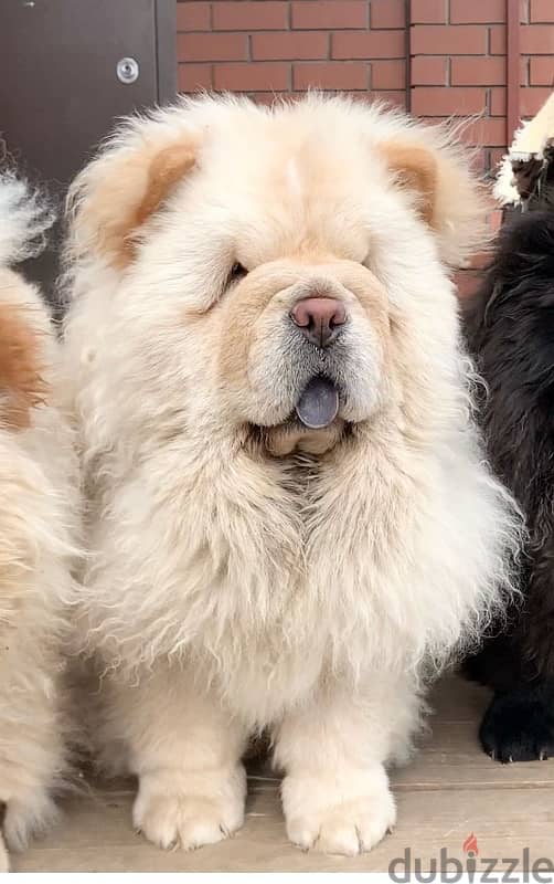 chow chow puppies boys from Russia 0