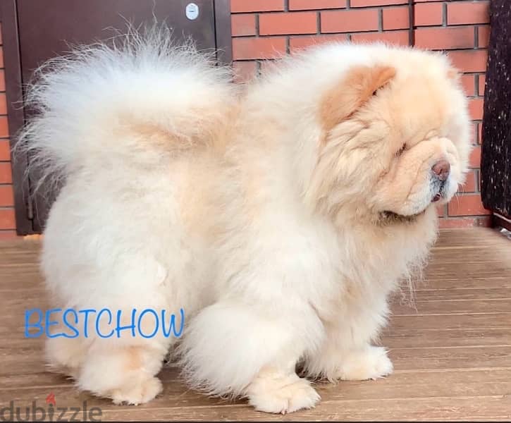 chow chow puppies boys from Russia 1