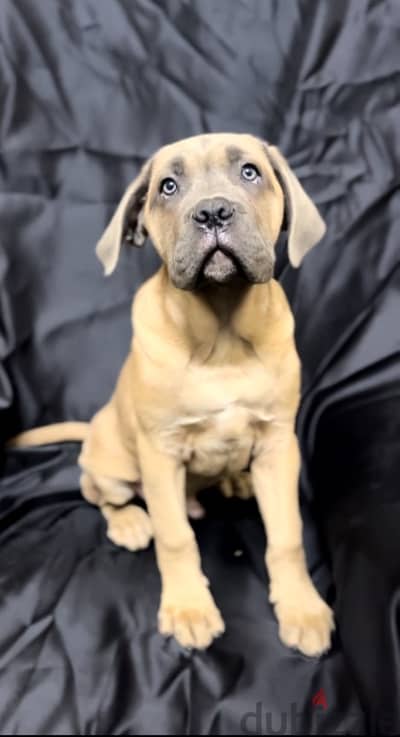 cane corso