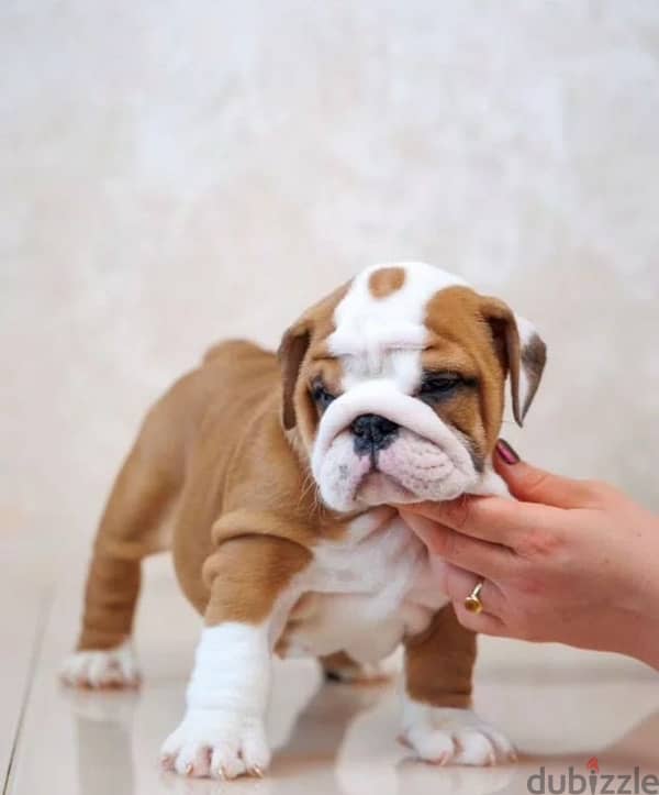 English bulldog puppy boy from Russia 0