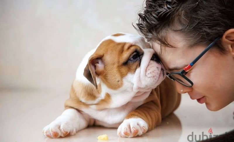 English bulldog puppy boy from Russia 1