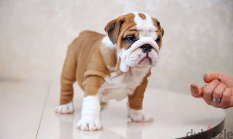 English bulldog puppy boy from Russia 2