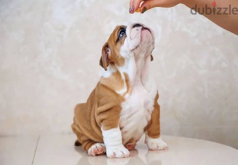 English bulldog puppy boy from Russia 3