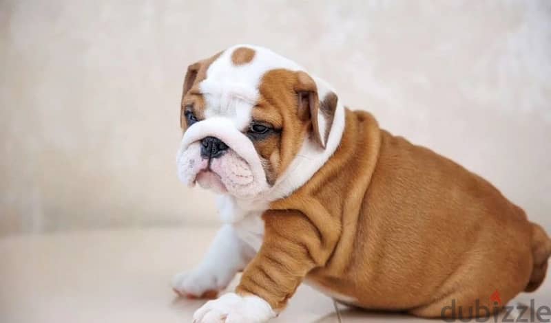 English bulldog puppy boy from Russia 4