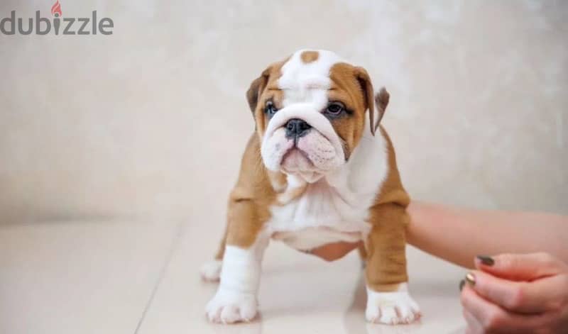 English bulldog puppy boy from Russia 5