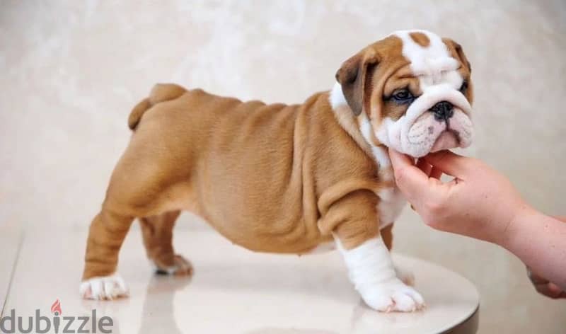 English bulldog puppy boy from Russia 6