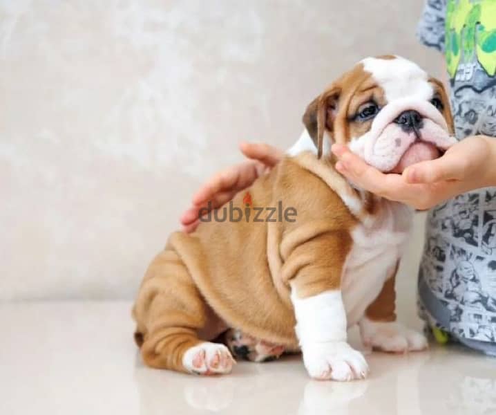 English bulldog puppy boy from Russia 7