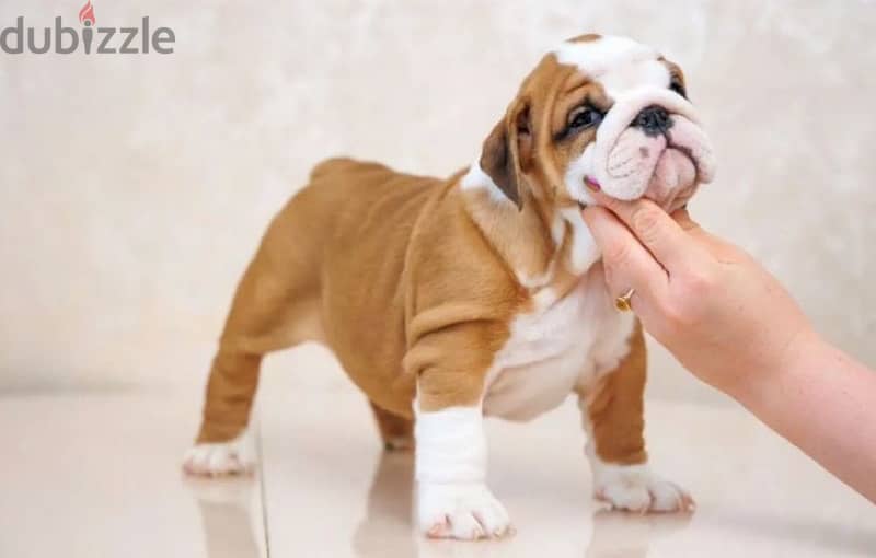 English bulldog puppy boy from Russia 8