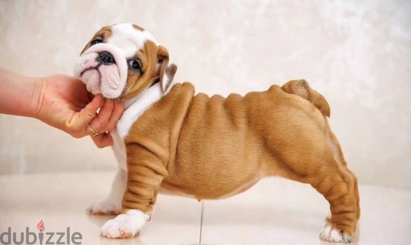 English bulldog puppy boy from Russia 9