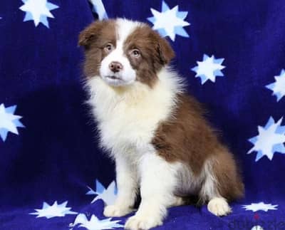 border collie puppy girl from Russia