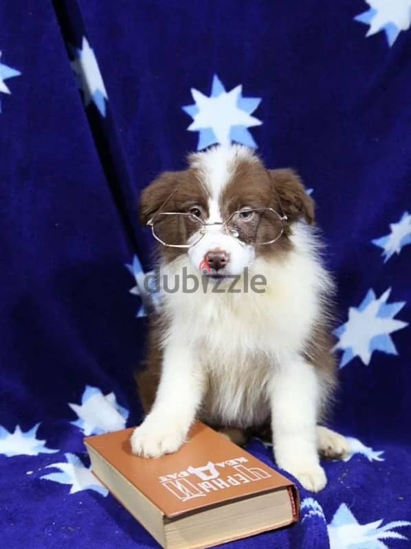 border collie puppy girl from Russia 1