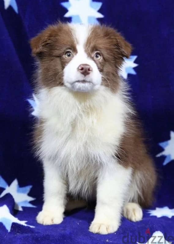 border collie puppy girl from Russia 2