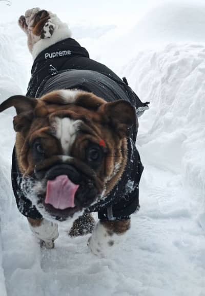 English bulldog boy from Russia