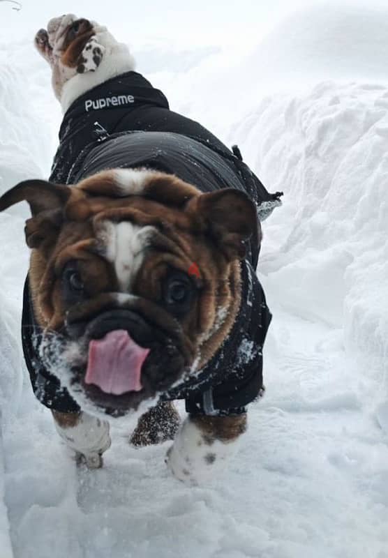 English bulldog boy from Russia 0