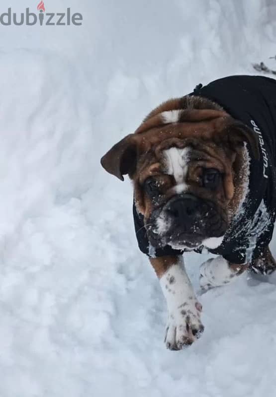 English bulldog boy from Russia 1