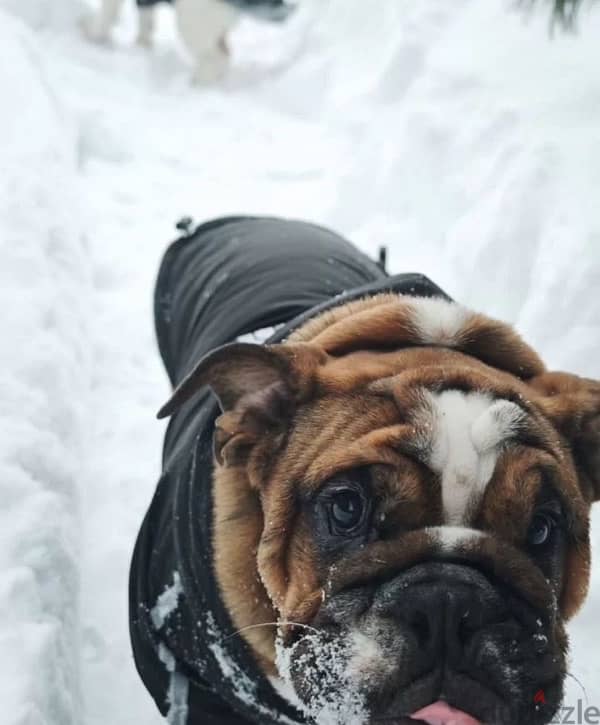 English bulldog boy from Russia 2