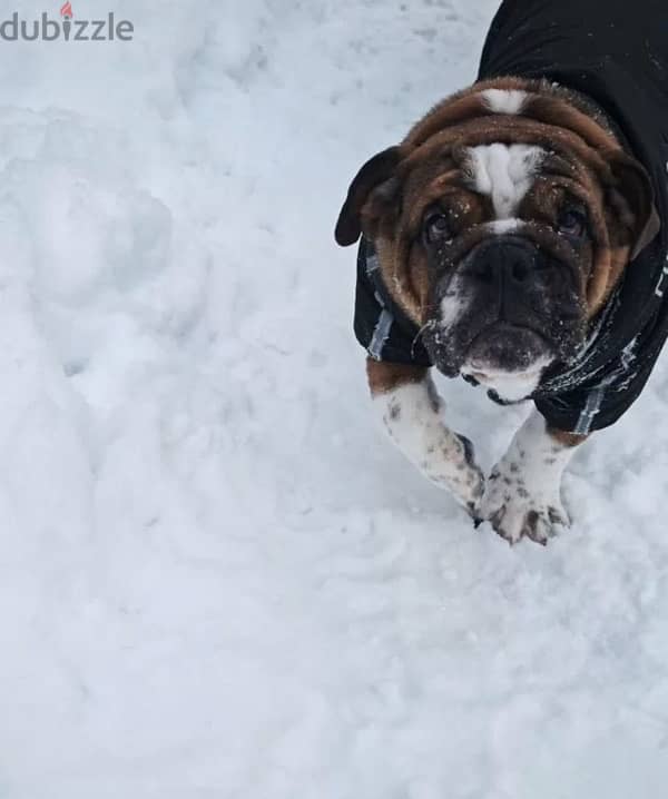 English bulldog boy from Russia 3