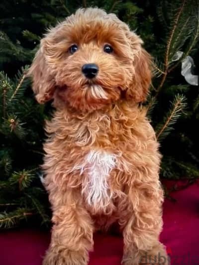 Cavapoo puppies females from Russia