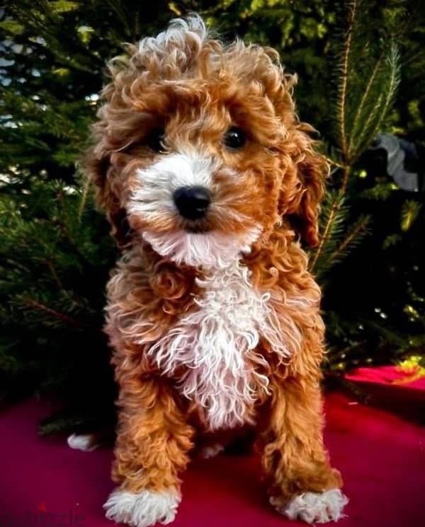 Cavapoo puppies females from Russia 1