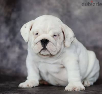 English bulldog puppy boy from Russia