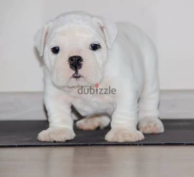 English bulldog puppy boy from Russia